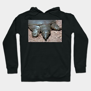 Chinese Softshell Turtle Hoodie